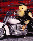 Booze For Biker Chicks
